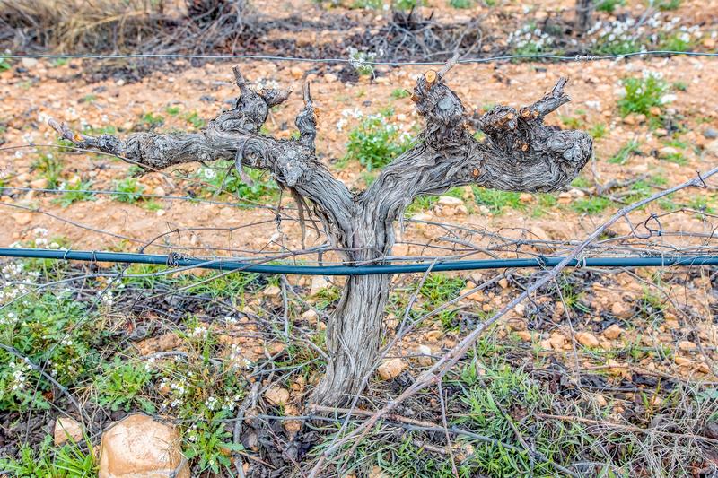 Foto ae4b15e0-876f-4c57-9ac0-3e4ac1dd8061. Fondo rustico in de las atalayas sn in Yecla