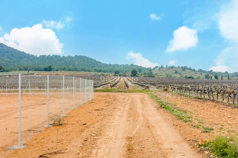 Foto e2002ea7-a742-41ed-a05e-1d7492440629. Fondo rustico in de las atalayas sn in Yecla