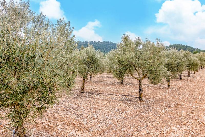 Foto f9ef84e7-0e38-4939-8676-c2c738127d23. Fondo rustico in de las atalayas sn in Yecla