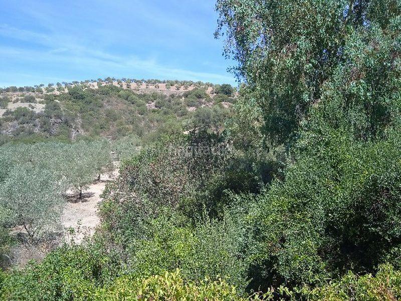 Foto 553b5c25-38c1-426e-9439-294be4593c03. Finca rústica a Morón de la Frontera