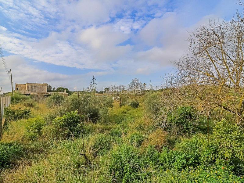 Foto 5a37682a-f1f7-4cee-a7c9-c6a12114fac5. Finca rústica a son morey 553 a Muro