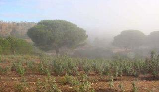 Finca rústica  Los cuquiles. Terreno en venta