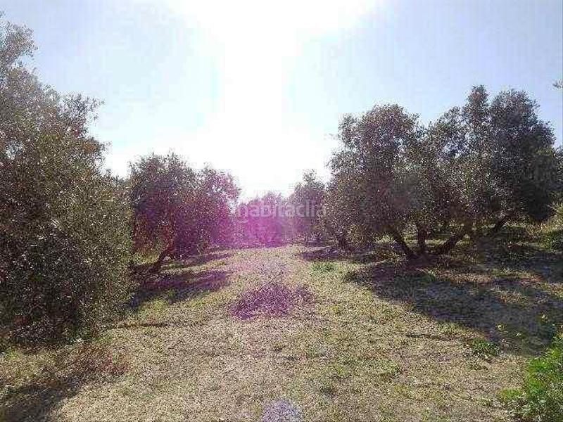 Foto 710e4600-3cd9-4a9a-be98-662568283330. Finca rústica a La Paz - Las Américas Linares