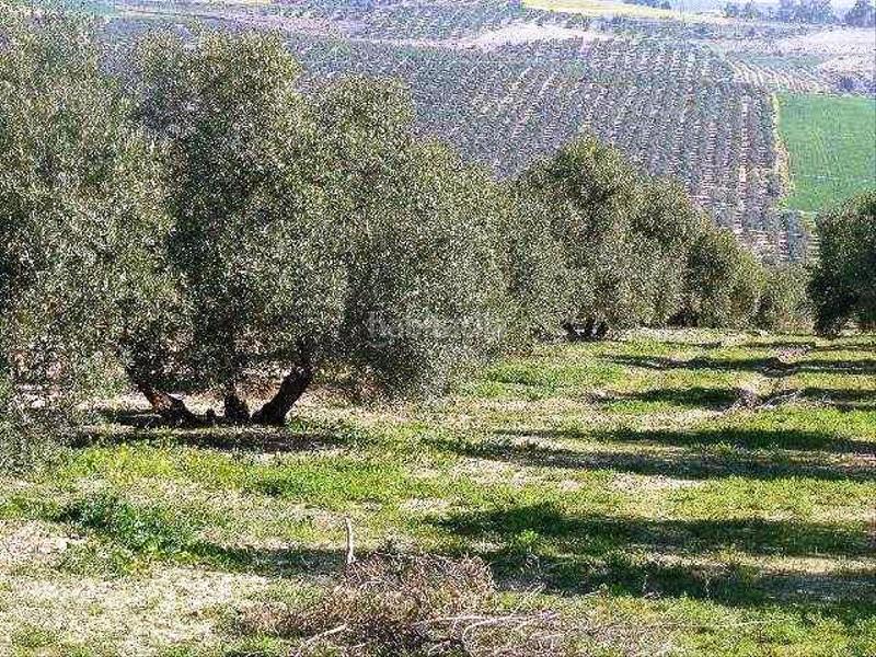 Foto 7ea8a00e-8b0b-456d-9cf8-f455a86a42f7. Finca rústica a La Paz - Las Américas Linares