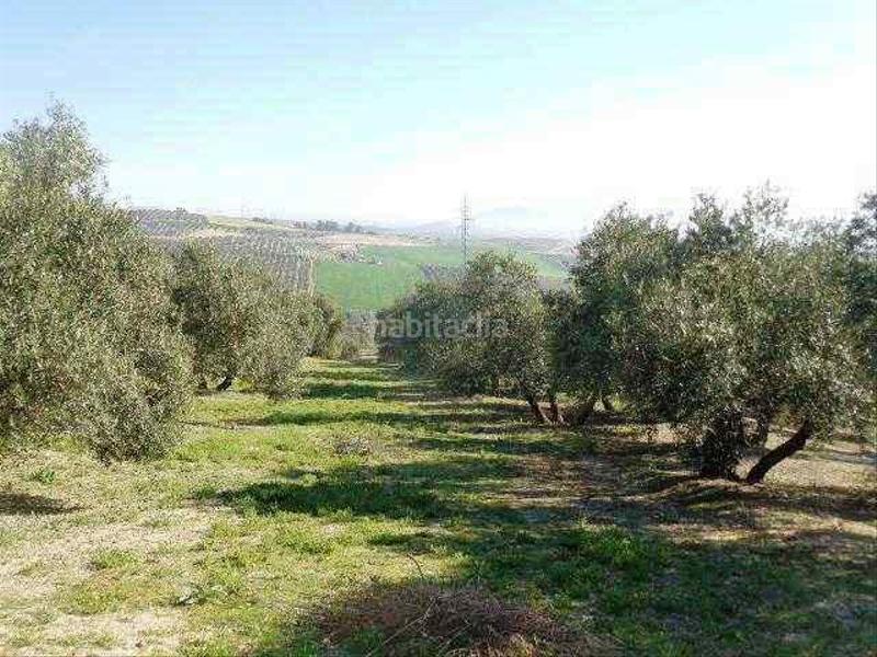 Foto f29ab21a-d927-43b1-8c9b-02abed91a01b. Finca rústica a La Paz - Las Américas Linares