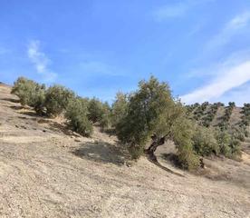 Finca rústica  Pol. 13, par.78, nubla. Terreno en venta