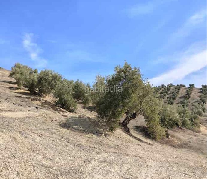 Foto 13793f4b-62fc-4289-8b9c-b4e638134f2e. Propriété dans Chilluévar