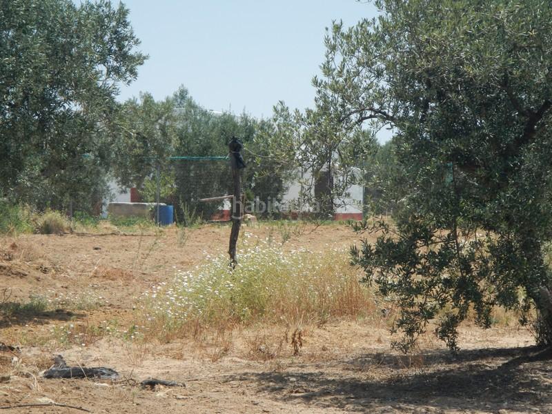 Foto 6344a6e4-198b-45d7-bc2e-aa599b431d97. Finca rústica terreno en venta en Arahal