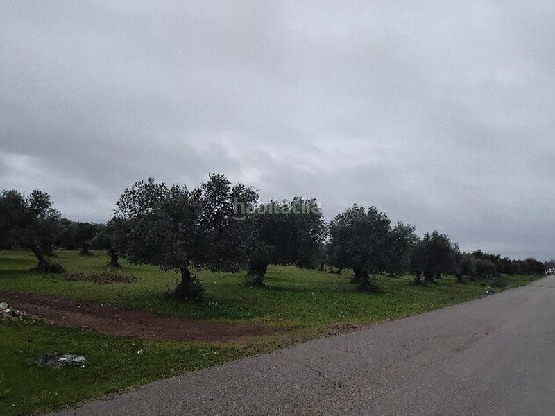 Foto a3228625-8b10-402f-8ff9-2661dad80bf2. Wohngrundstück in Puerto Serrano