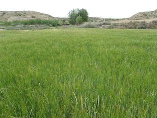 Rural plot in Poligono 501. Terreno en venta