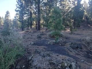 Finca rústica  Romanciaderos. Terreno en venta