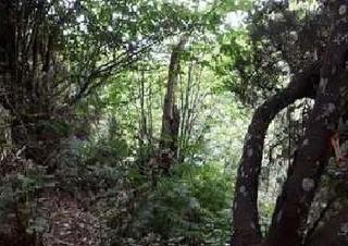 Propriété  Los llanitos-el barranco (poligono 27). Terreno en venta