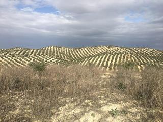 Finca rústica  Partido castillo anzur y barranquillos. " las rosas ". Terreno en venta