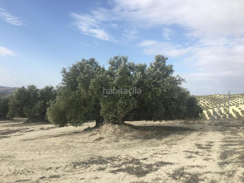 Foto c11c7138-cef6-423c-bfb9-b187f0f7b02a. Fondo rustico in Jauja Lucena