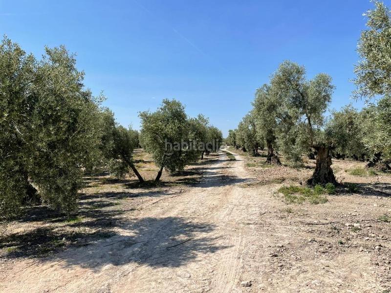 Foto df6a46b6-a0dc-4960-84a8-3d428d2e02d8. Fondo rustico in Jauja Lucena