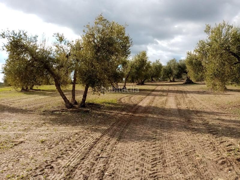Foto db941ac4-d56b-45e2-ba13-edbb50cd2da1. Finca rústica a Arahal