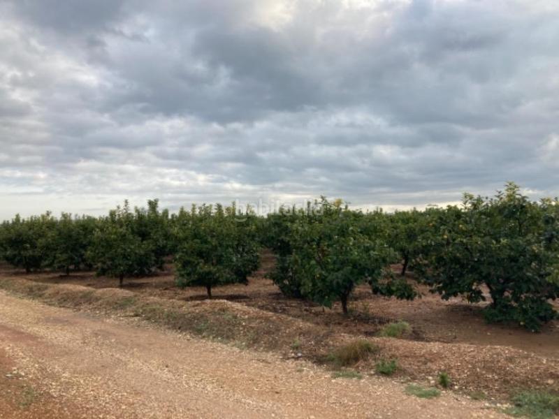 Foto c9b556d4-834a-40a8-851a-9f2eb7fd0f1e. Finca rústica a Alcàntera de Xúquer