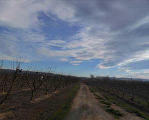 Finca rústica  Plana o acequia nueva, polig 6. Terreno en venta