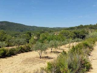 Finca rústica  Corbera polígono 14. Terreno en venta