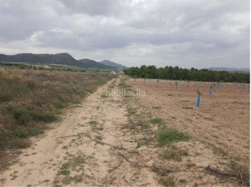 Foto cf5b3618-004c-4521-a131-ad39889ae5ba. Fondo rustico in Yecla