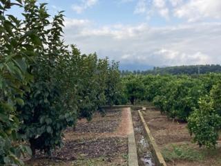 Finca rústica a Partida carrasques x-711. coord. utm x-711000 y-432620 hu 30 pol. Terreno en venta