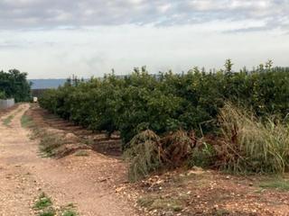 Finca rústica  Barranco de los pilares. Terreno en venta