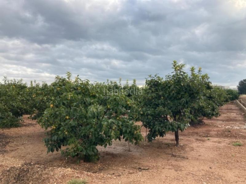 Foto dbd004df-b6fa-4423-8436-5974973e33e6. Fondo rustico in Alcàntera de Xúquer