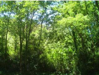 Finca rústica a Olaberria, poligono 3 s/n. Terreno en venta