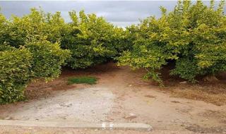 Landgut  Rambleta poligono 30 parcela 147. Terreno en venta