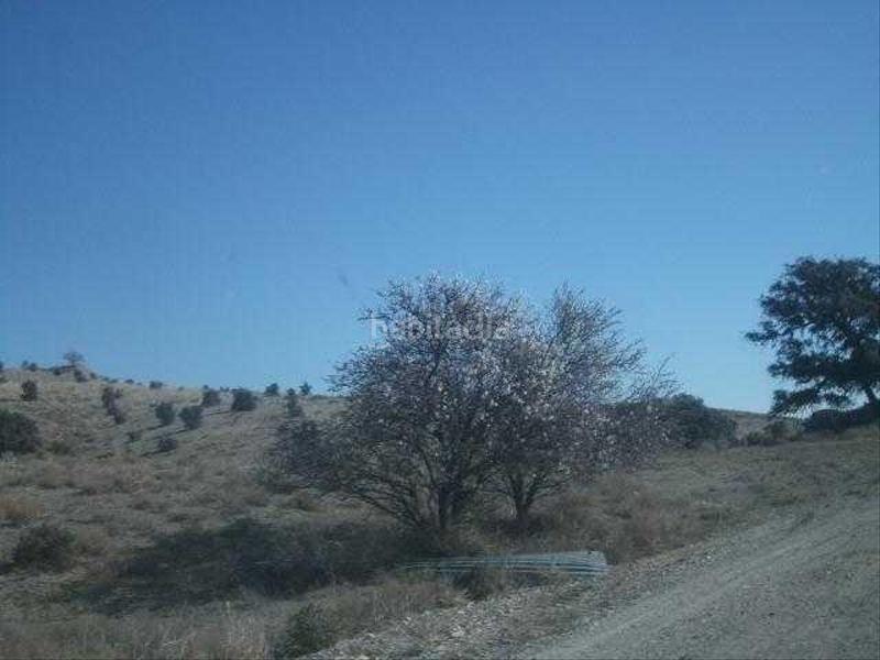 Foto c3459a3e-552a-4ab0-8a34-0e98e5fb5629. Finca rústica a Vélez - Rubio