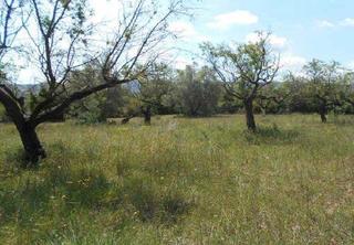 Finca rústica  Partida antona- poligono 7. Terreno en venta