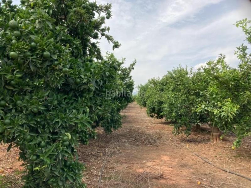 Foto 2258ec93-87d7-4261-a737-2518b9de46c5. Finca rústica terreno en venta en Nules