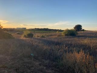 Finca rústica a Pozo arangu s/n. Terreno en venta