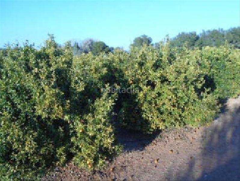 Foto 80df49e9-ce1f-4ee1-b0fd-0d5cb7a3fc8e. Fondo rustico in Algímia de Alfara