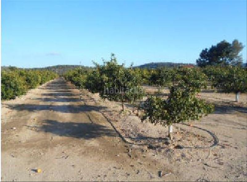 Foto bf07f4cd-a54b-4f44-9bb4-e7b2fd345f7b. Fondo rustico in Algímia de Alfara