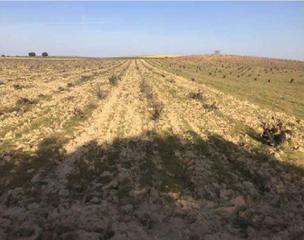 Finca rústica a El pino poligono 3. Terreno en venta