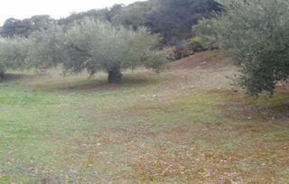 Finca rústica a Cabreriza 73. Terreno en venta