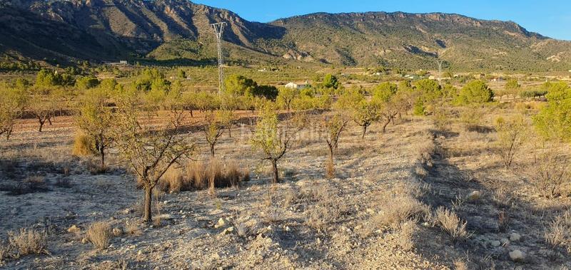 Foto afff37cf-8eeb-4390-aa41-bec4f9ac9a81. Finca rústica a Ricote
