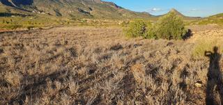 Finca rstica en Ricote. Oportunidad de venta o alquiler de terreno en ricote !! ideal pa