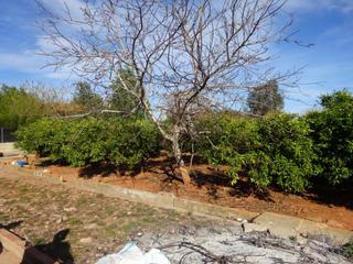 Finca rústica a Centro. Parcela rustica en zona florida