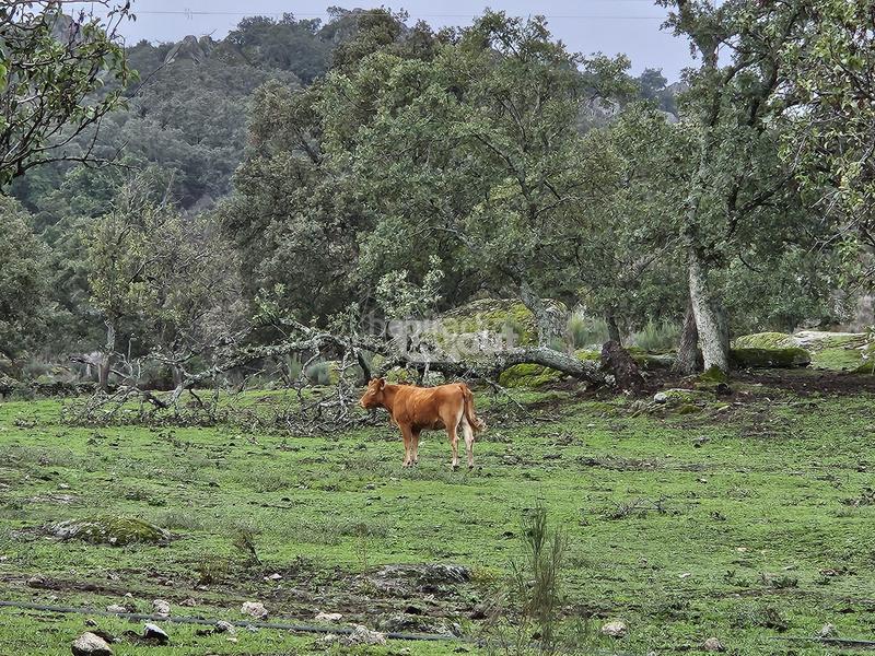 Foto c3a5e5e5-3cdf-42ee-8dcf-606597d30a94. Landgut in Valencia de Alcántara