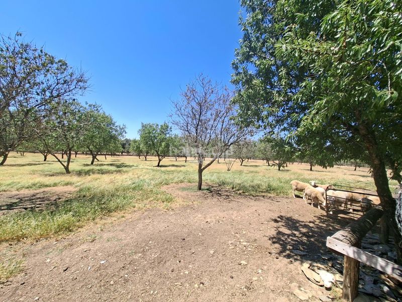 Foto f5cb9087-9fab-49e4-8941-94a3c0280990. Casa adossada amb aparcament piscina a Malpartida de Plasencia