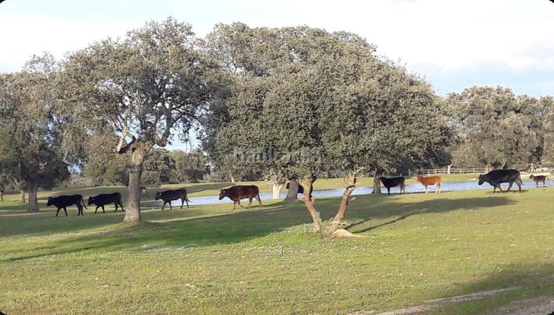 Foto 4556ba30-9c79-4741-8e2d-fb9d2f47b21b. Propriété dans Casatejada