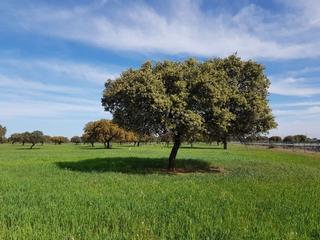 Fondo rustico in Albuera (La). Finca agroganadera en badajoz