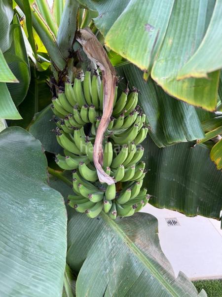 Foto 973253fc-35d8-405a-87bf-0dadc343c8b0. Location maison jumelée avec chauffage parking piscine dans Pobla de Vallbona (la)