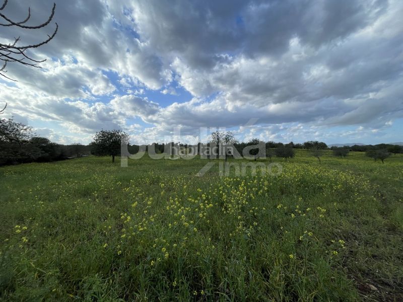 Foto 4824ad40-fe04-4cb1-b584-c3d68ed34ba8. Masia a Manacor centre Manacor