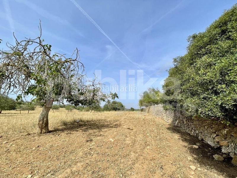 Foto ef1ff698-b2d8-4f87-ab06-2ede9fda77a3. Masia a Manacor centre Manacor