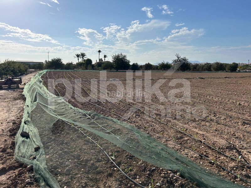 Foto c28eb1a0-ce01-4453-ae18-4d32f6a46a9f. Finca rústica a partida baya baja 53 a Las Bayas Elche / Elx