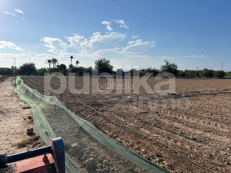 Foto c728ff0c-3f2b-45ba-a4aa-7da5ecfc5cf6. Finca rústica a partida baya baja 53 a Las Bayas Elche / Elx