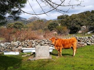 Propriété à Fresnedillas de la Oliva. Oportunidad única finca rústica de 35.000 m en fresnedillas de l